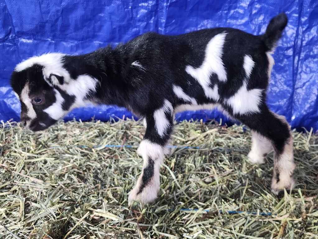 A black and white baby goat standing on hay.
