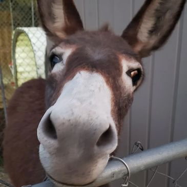 donkey standard donkey 
