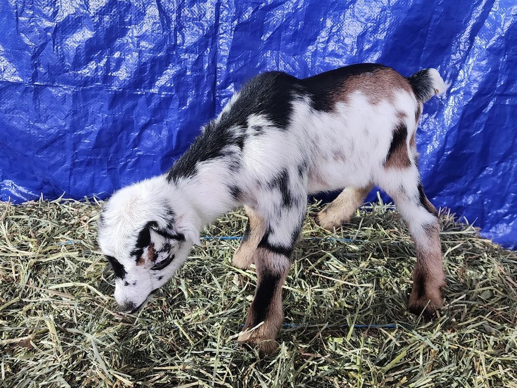 A young spotted goat standing on hay.