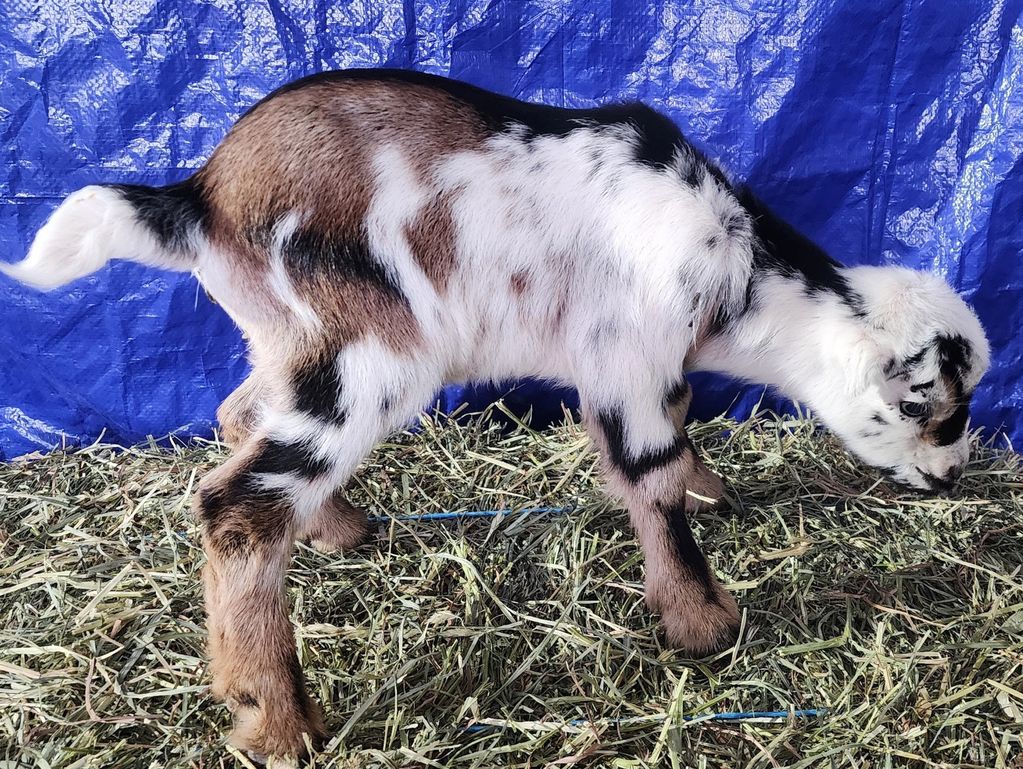 A young spotted goat eating hay outdoors.