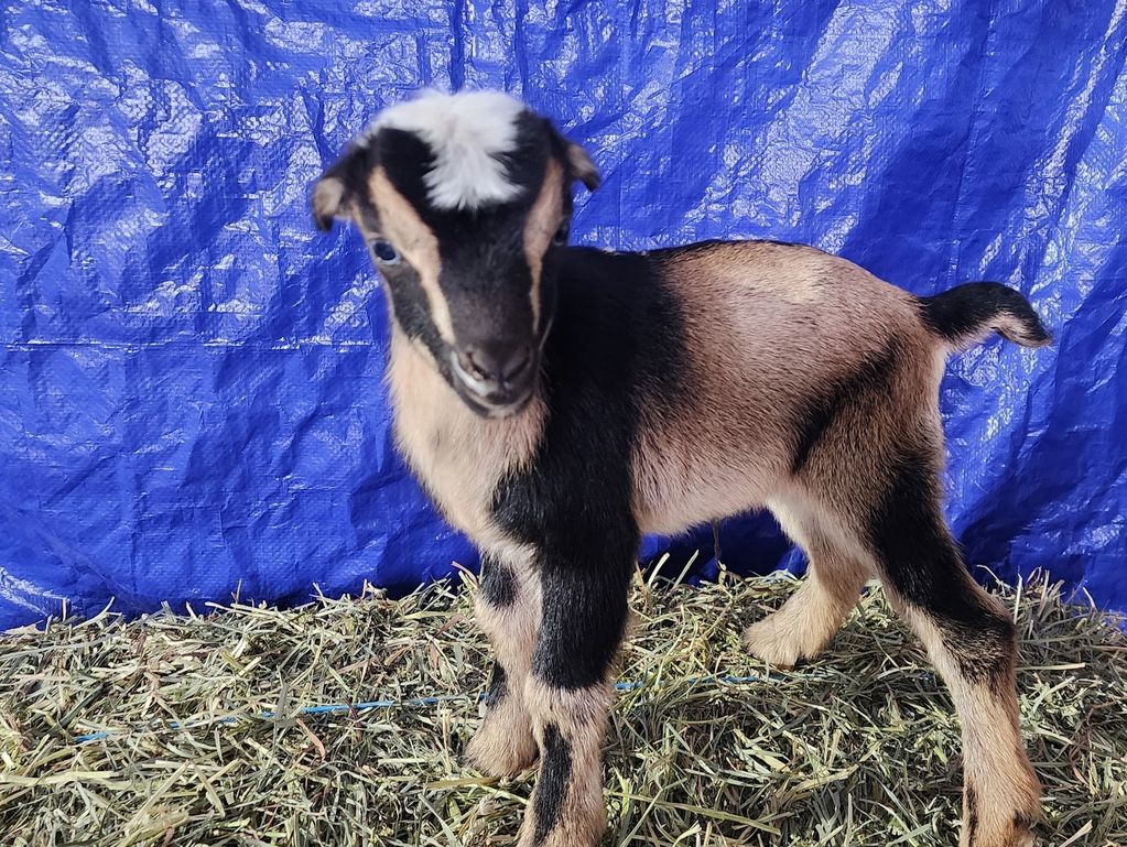 A young goat standing on hay with a blue tarp background.