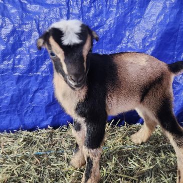 A young goat standing on hay inside a shelter.