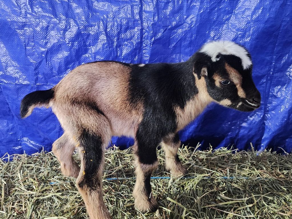 A baby goat standing on hay against a blue backdrop.
