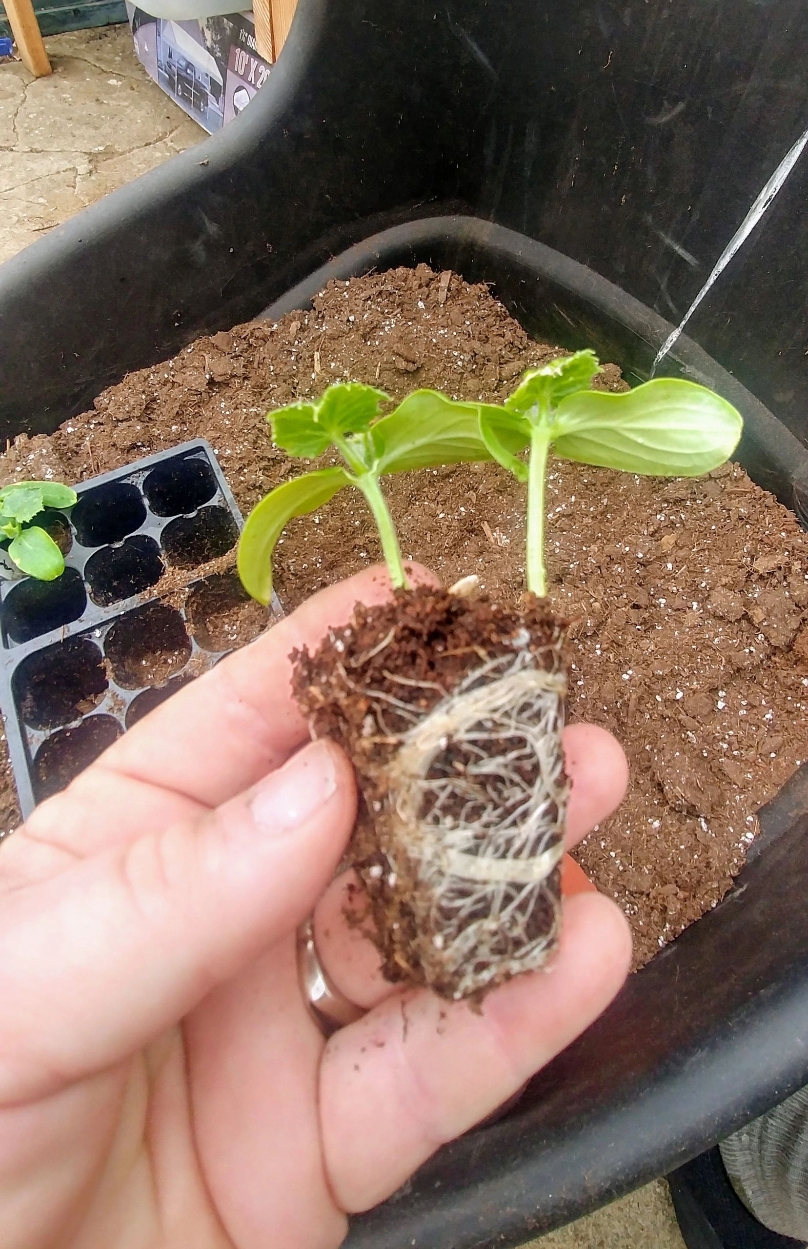 Uppotting seedlings