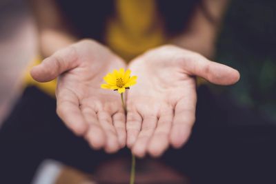 A person holding a small yellow flower in open hands.