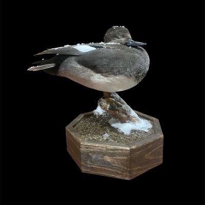 Sleeping duck in snow scenery on a custom octagon and dark brown table top taxidermy base.