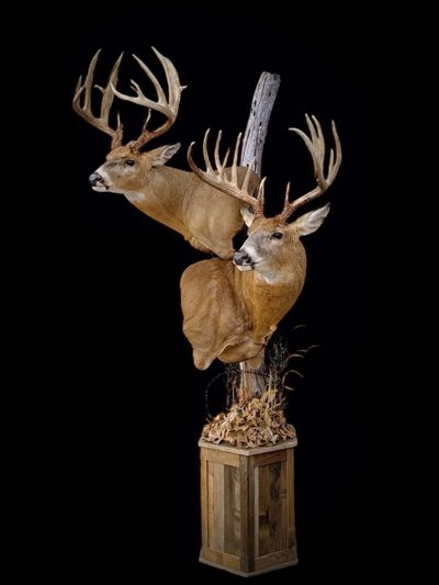 Double whitetail deer pedestal mount displayed on a custom short barnwood floor base.