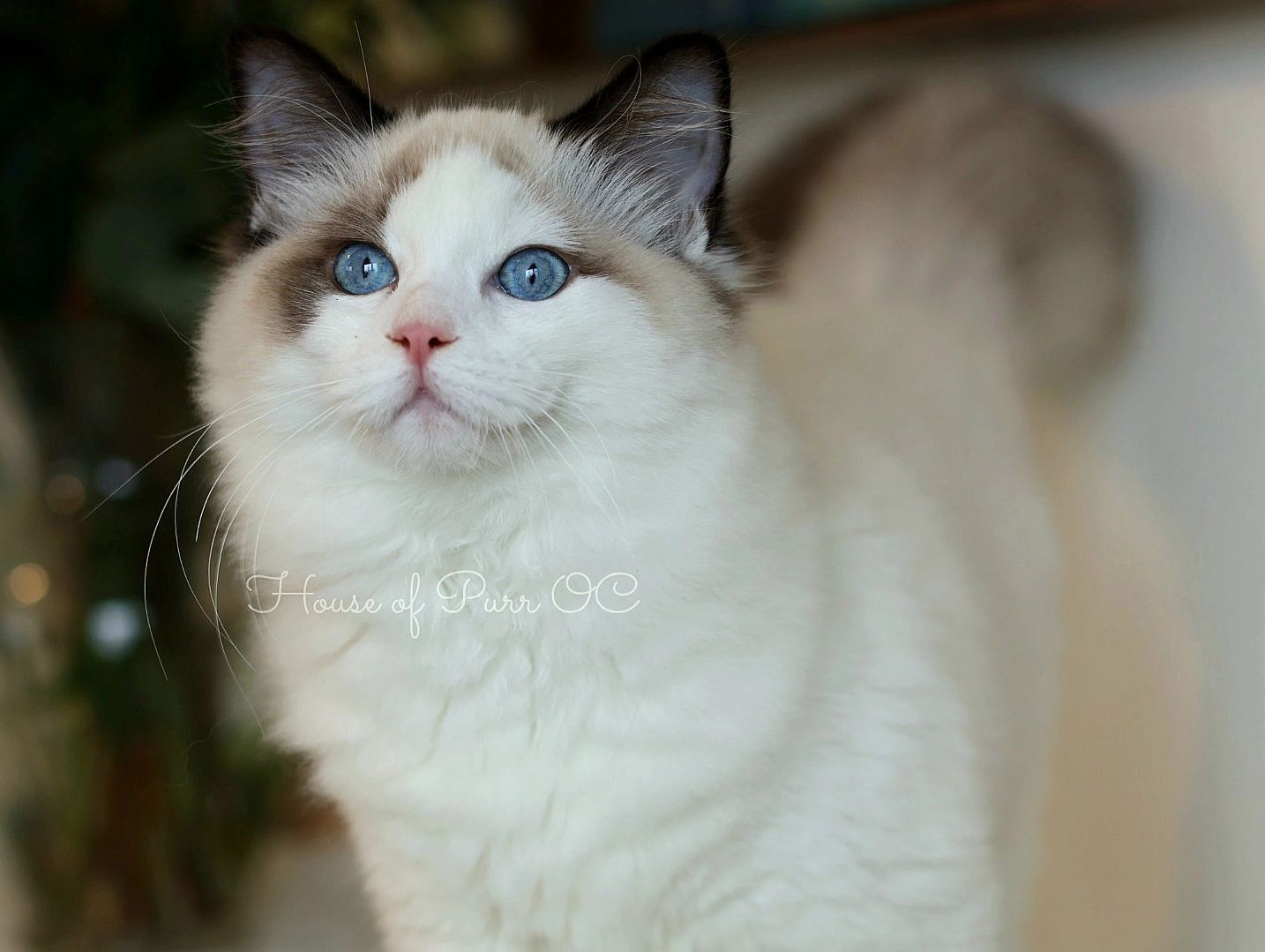 Fluffy Ragdoll Seal Bi color cat with striking blue eyes and soft fur.