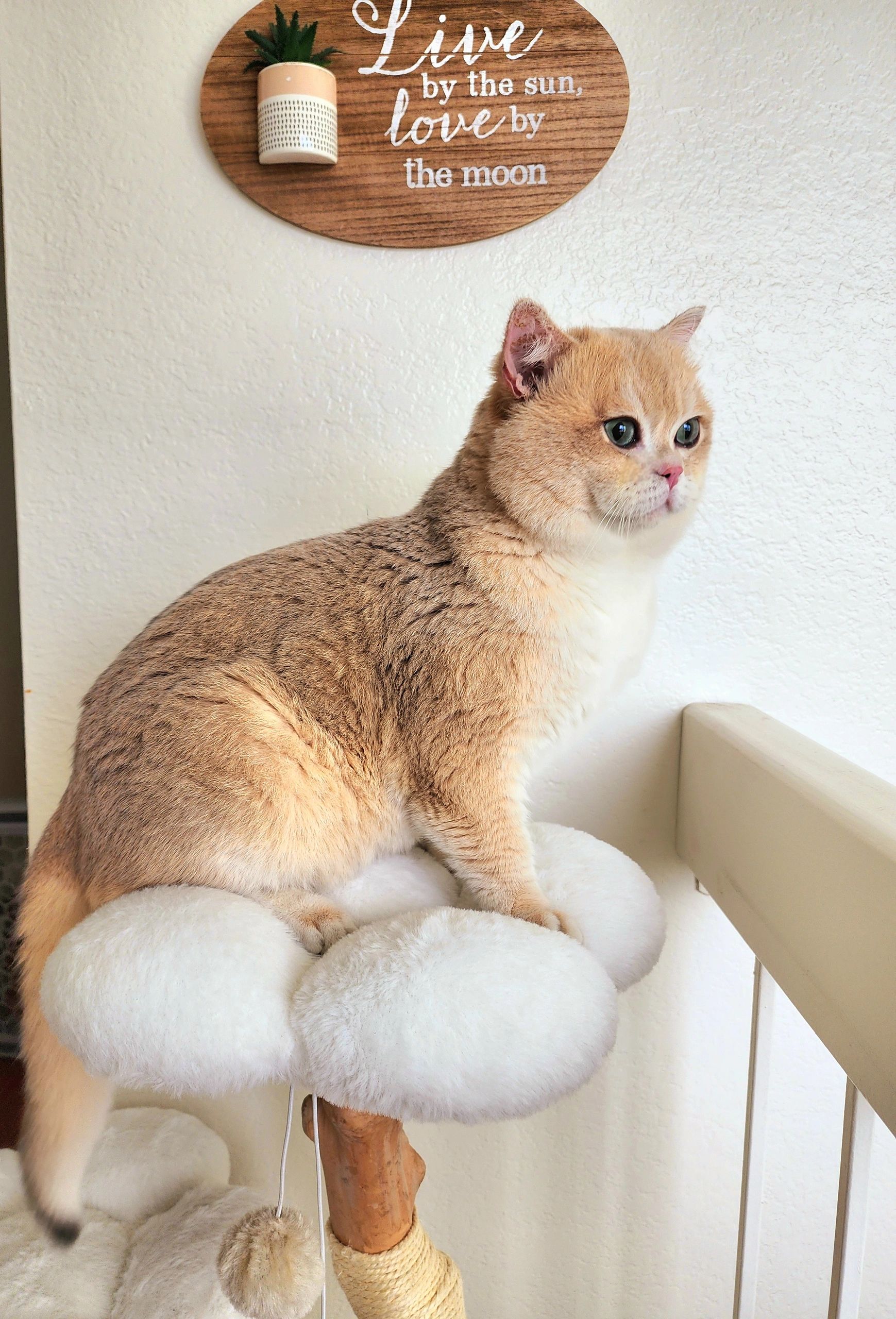 BSH King Almond: Blue Golden Chinchilla