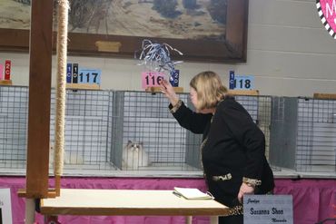 Melody was recognized by judge Susana as 3rd Best cat in the category of Ragdoll long hair cats.