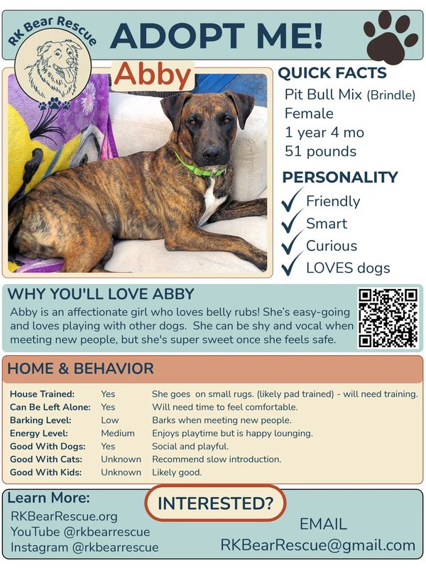 Profile of Abby - Brindle pit bull mix needing to be adopted.