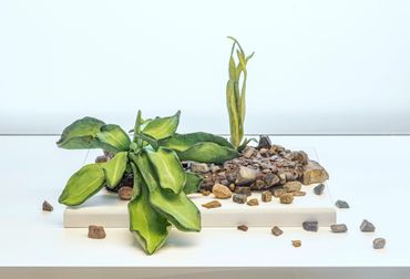A small plant and rocks arranged on a white platform.