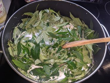 Cannabis Ti Leaves (outer leaves) steeping in milk. Medical Cannabinoids, plant medicine, CBD.