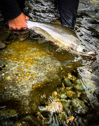 Campbell River Salmon Fly Fishing and Gear Fishing Trips