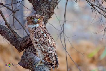 Brown-Fish Owl 