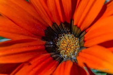 gerbera flower in full bloom