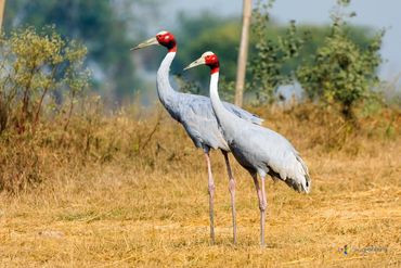 Pair of Sarus crane standing together