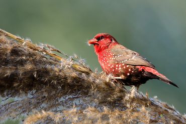 Red Avadavat