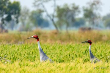 Sarus crane, bird, pair, large, field, grass, tall
 