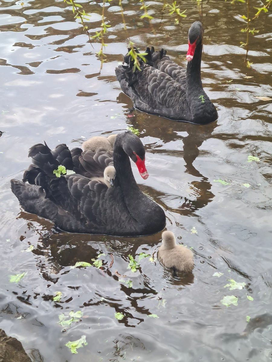 black swans, dawlish, things to do in dawlish