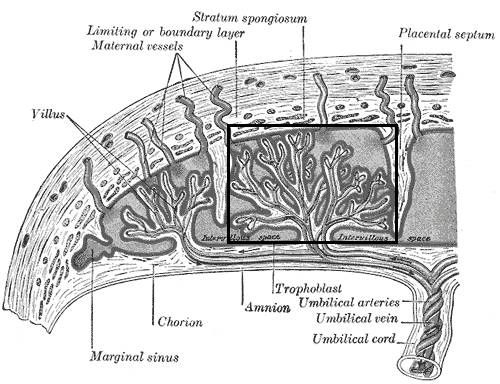 The Trophoblastic Theory of Cancer Jeffrey Dach MD