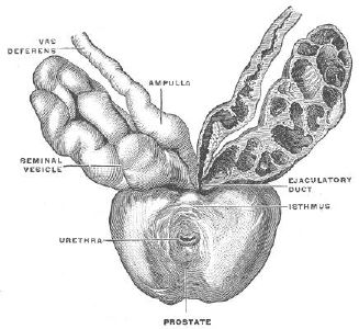 Prostate Gland from Bioidentical Hromones 101 by Jeffrey Dach MD