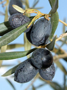 olea_europaea_olive leaf 