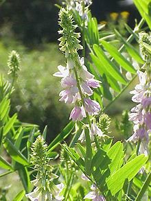 Metformin Galega officinalis French Lilac Plant Good Drug Jeffrey Dach MD