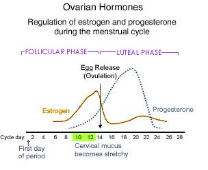 Hormone Chart Pcos Jeffrey Dach MD 