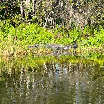 Peace River Boat Tours