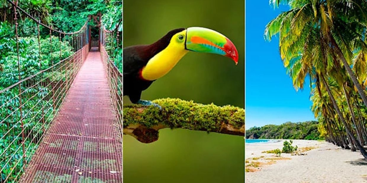 Three images of Costa Rica nature and wildlife 