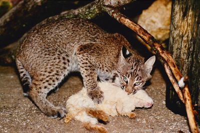 Bob Cat featured in Florida's Fabulous Mammals by Dr. Jerry Lee Gingerich is a 128-page, large-forma