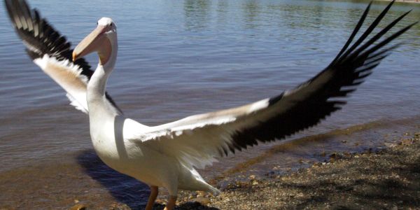 A pelican spreading its wings by the water's edge.