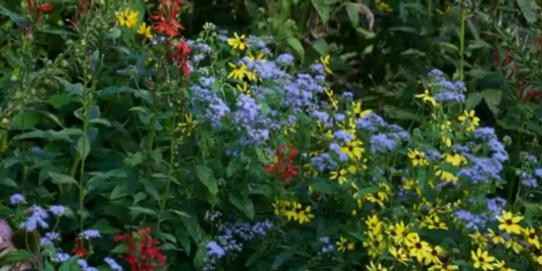 Plant communities like this one at Bowman's Hill  will soon be popping up in Marblehead Parks