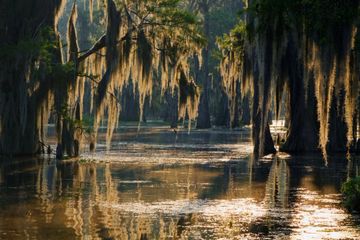 Swamp