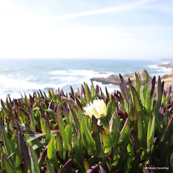 Photo taken by Brittany Sweeting. Photo of ice plants, succulents, ocean at Bodega Bay, CA.