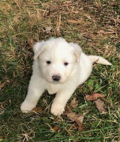 Baby Louie