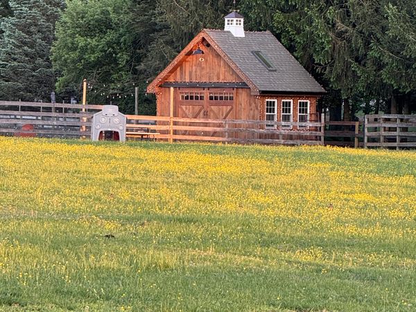 A charming wooden barn surrounded by a yellow flower field and tall trees.