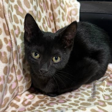 Black cat sitting on a patterned blanket.