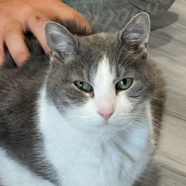 Gray and white cat with green eyes being petted.