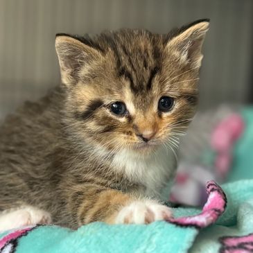 Adorable tabby kitten with expressive eyes on a blanket.