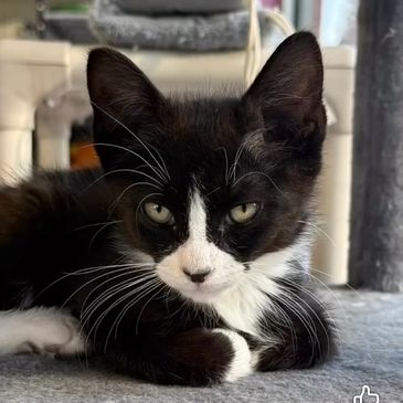 Black and white cat lying down.