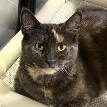 Close-up of a tortoiseshell cat with yellow eyes.