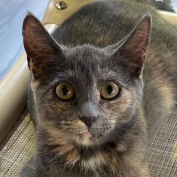 Close-up of a gray cat with amber eyes.