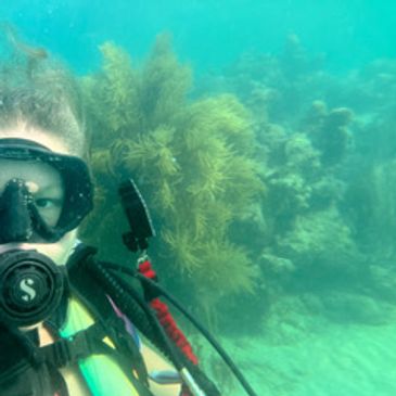 Diver underwater near vibrant coral reef.