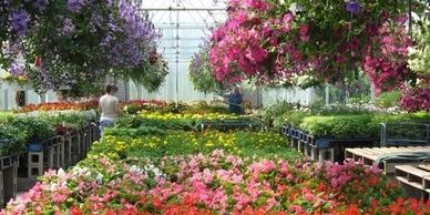 A vibrant greenhouse filled with colorful flowers and hanging baskets.