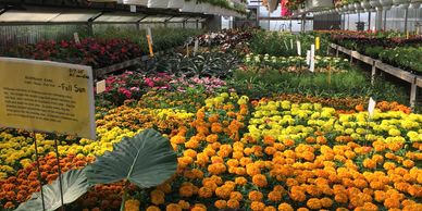 Colorful flowers and hanging plants inside a greenhouse.