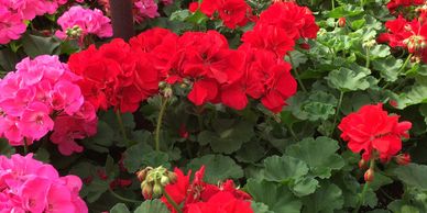 Vibrant red and pink geraniums blooming in a greenhouse.