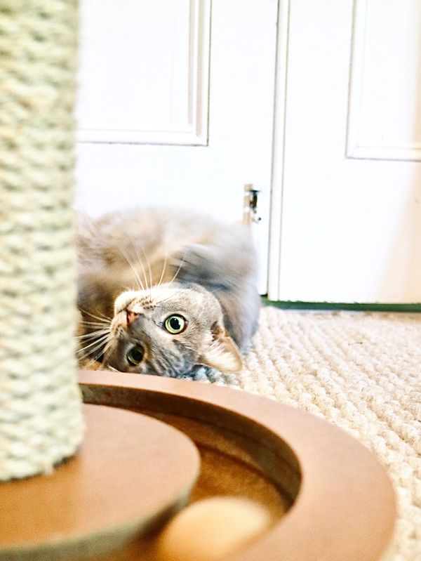 Noosa Country Cat Hotel