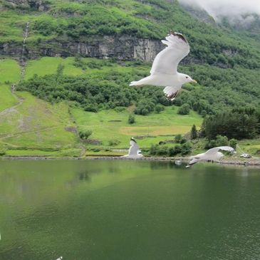 Seagulls flying over a lake with green hills.